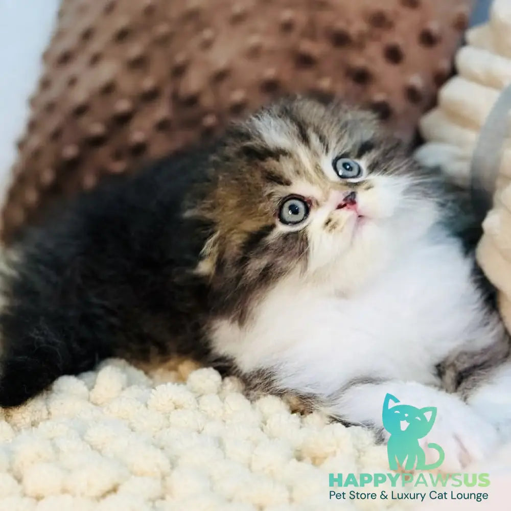 Jedi Scottish Fold male black bicolour - live animals