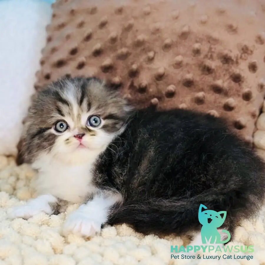Jedi Scottish Fold male black bicolour - live animals