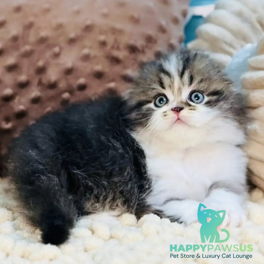 Jedi Scottish Fold male black bicolour - live animals