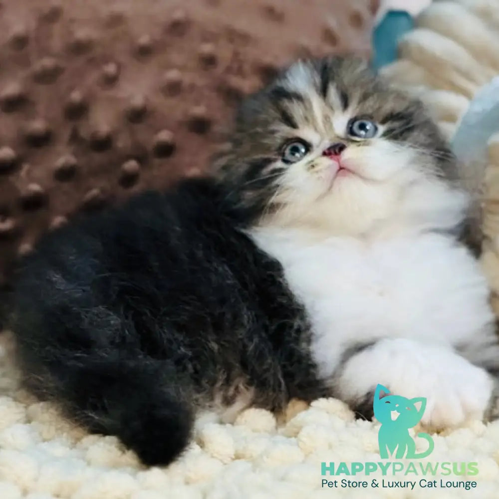 Jedi Scottish Fold male black bicolour - live animals