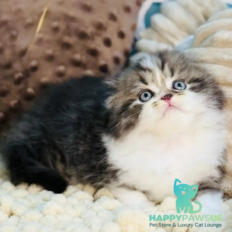 Jedi Scottish Fold male black bicolour - live animals