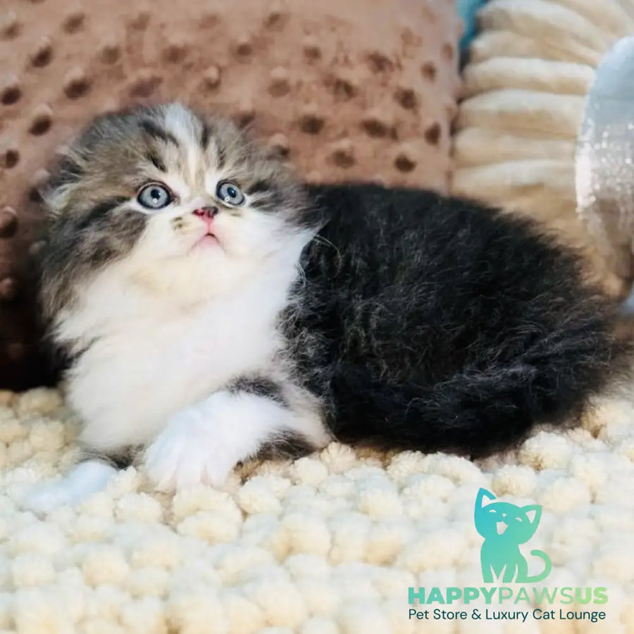 Jedi Scottish Fold male black bicolour - live animals