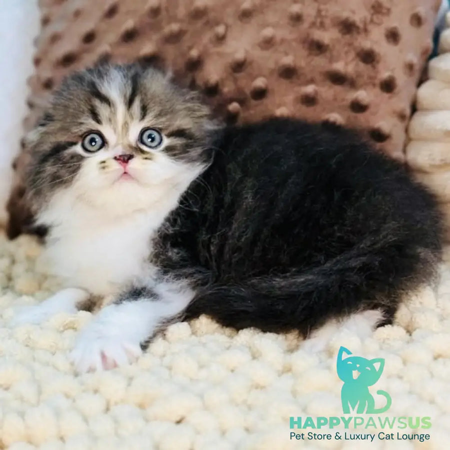 Jedi Scottish Fold male black bicolour - live animals
