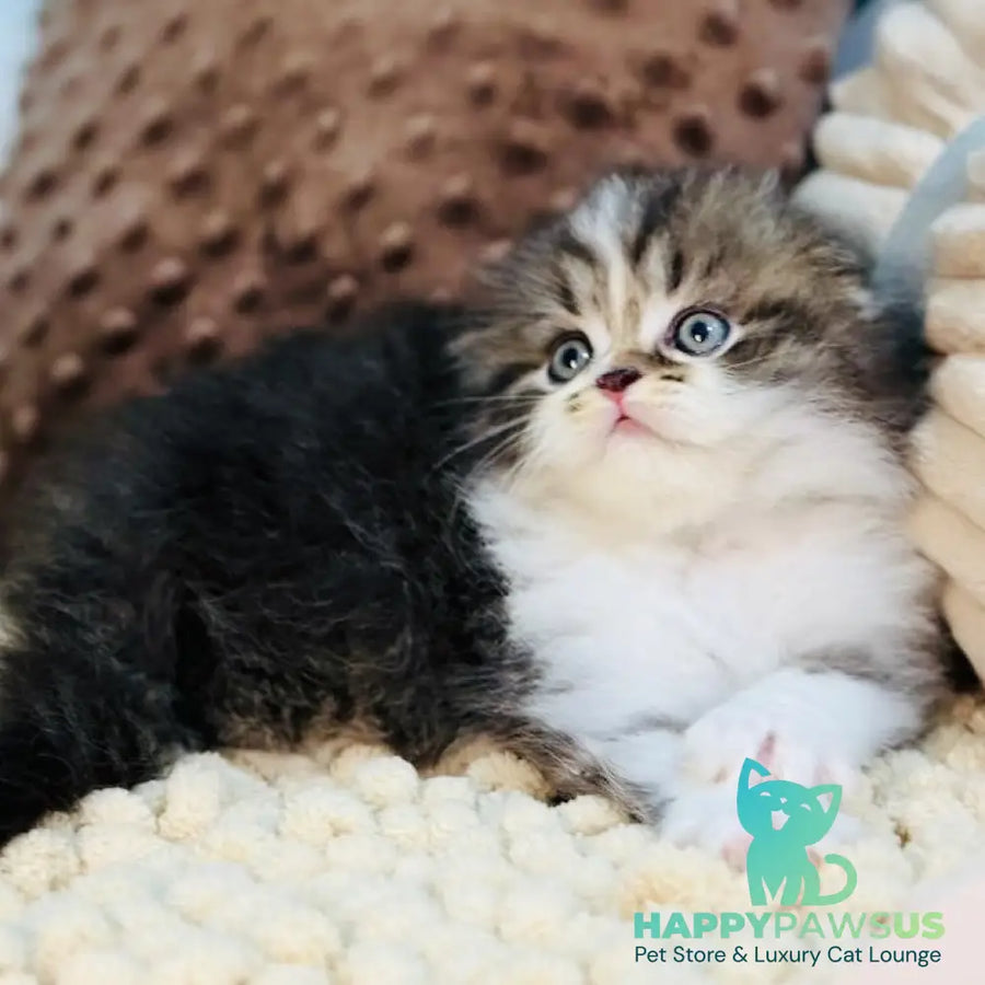 Jedi Scottish Fold male black bicolour - live animals
