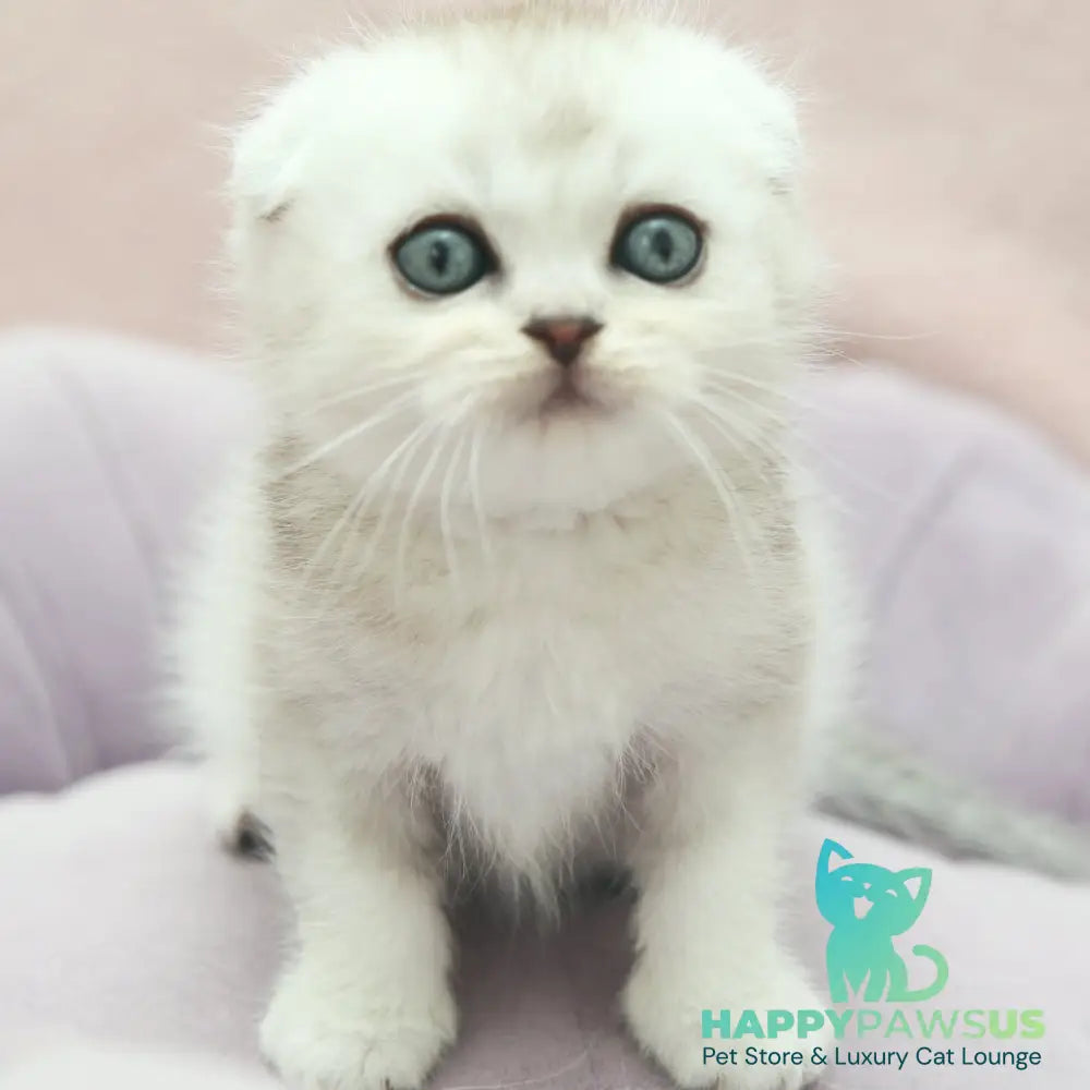 Jeet Scottish Fold male black silver shaded - live animals