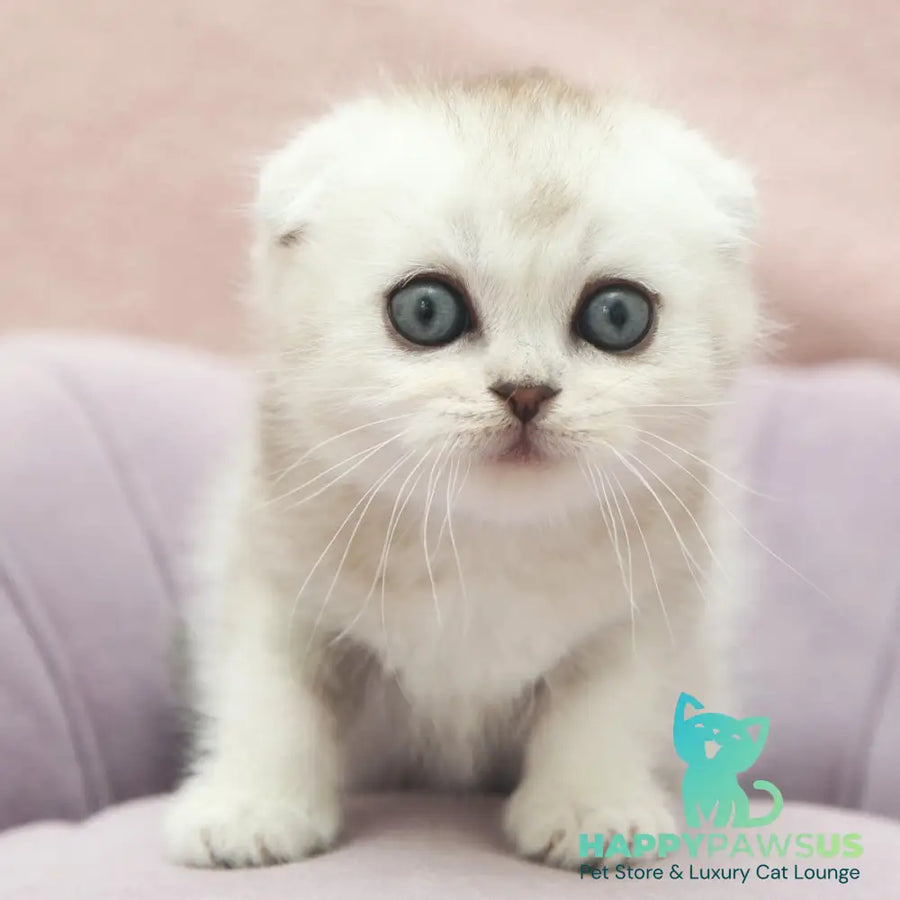 Jeet Scottish Fold male black silver shaded - live animals