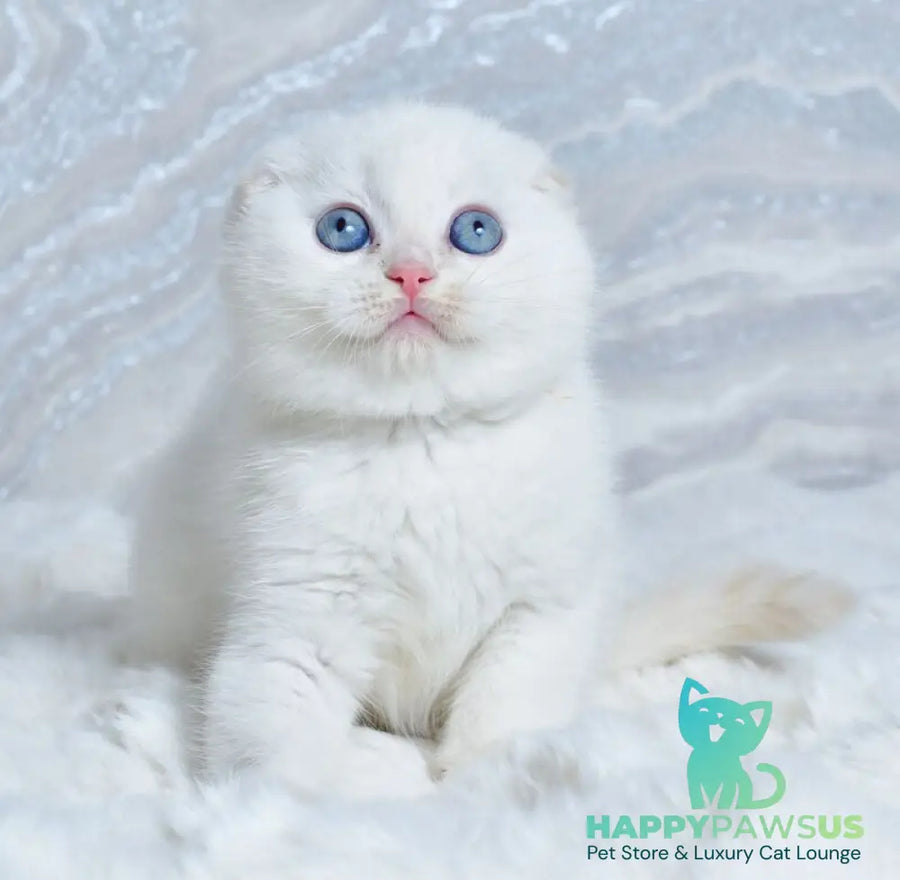 Jeff Scottish Fold male cream tabby pointed - live animals