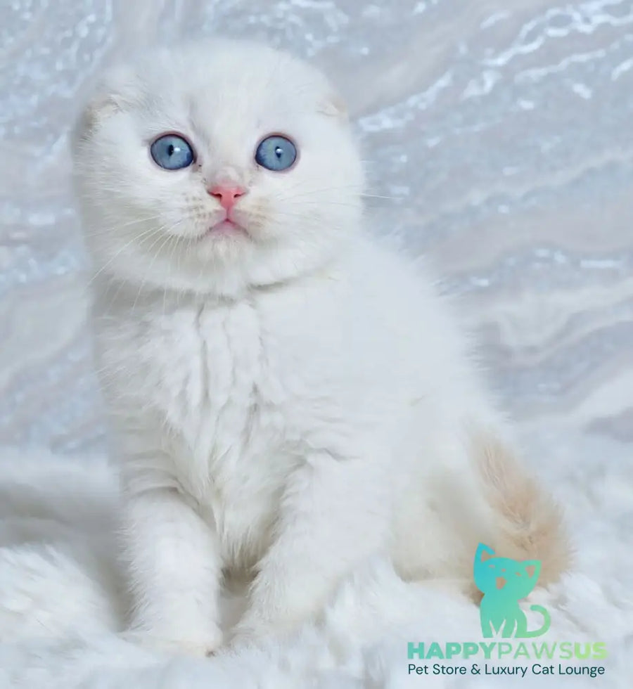 Jeff Scottish Fold male cream tabby pointed - live animals