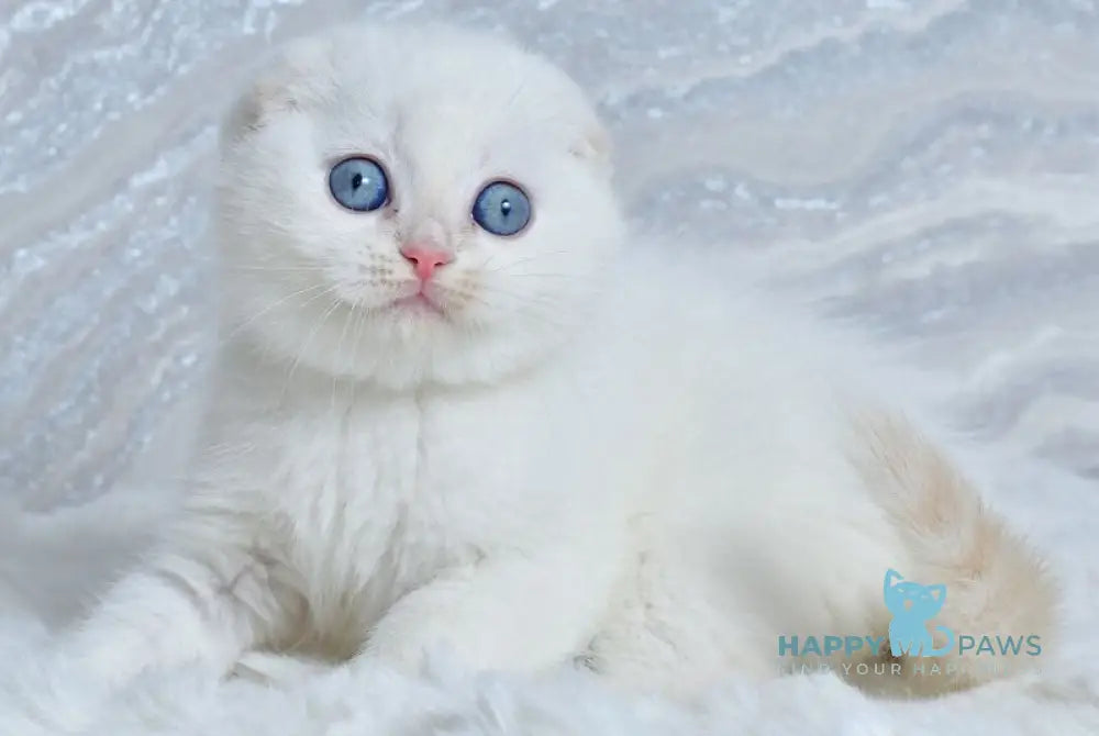 Jeff Scottish Fold male cream tabby pointed - live animals