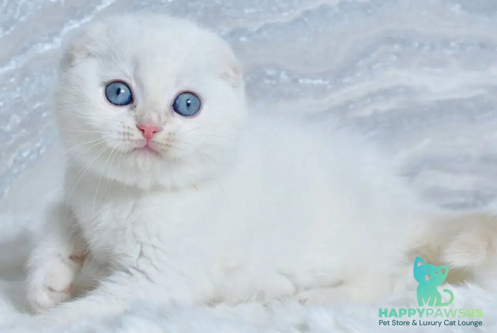 Jeff Scottish Fold male cream tabby pointed - live animals