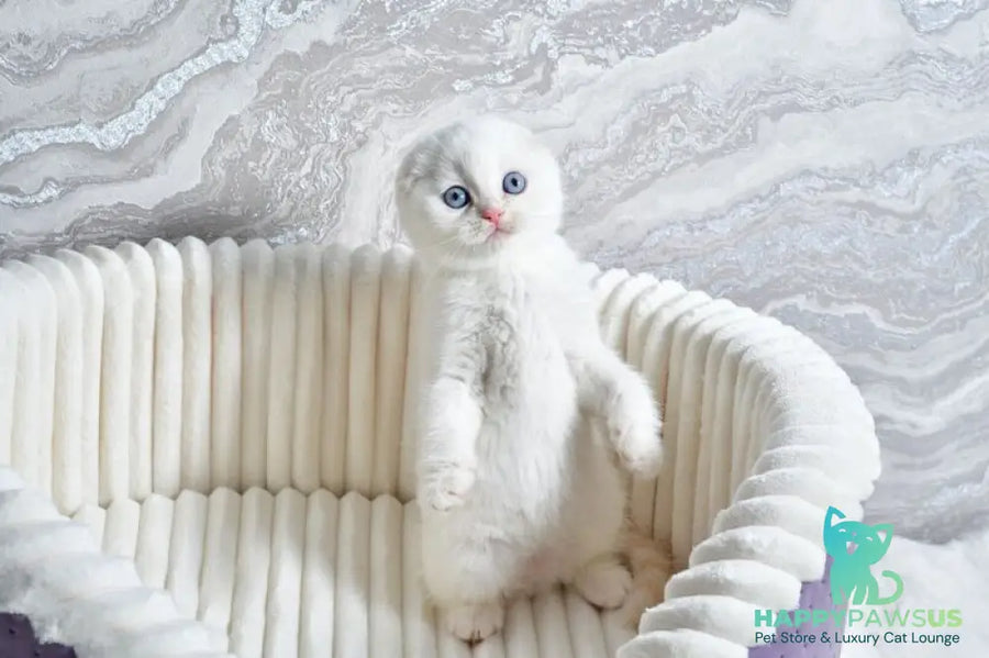 Jeff Scottish Fold male cream tabby pointed - live animals
