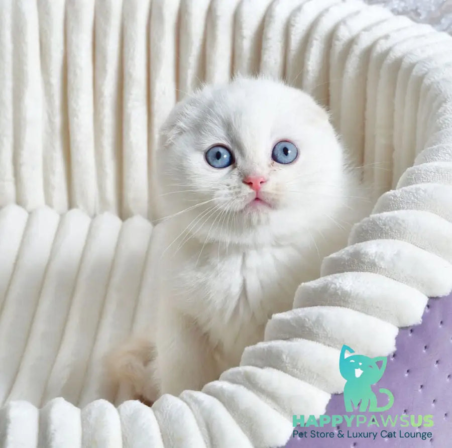 Jeff Scottish Fold male cream tabby pointed - live animals