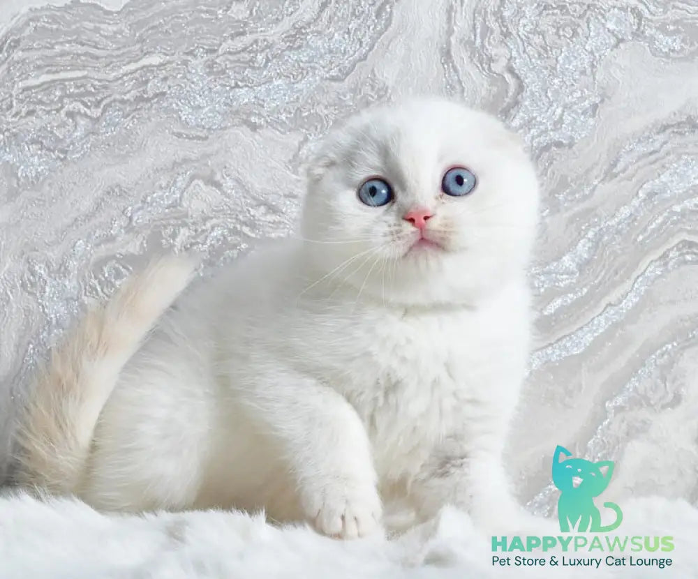 Jeff Scottish Fold male cream tabby pointed - live animals