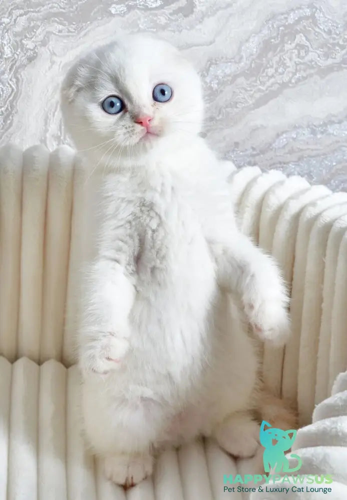 Jeff Scottish Fold male cream tabby pointed - live animals