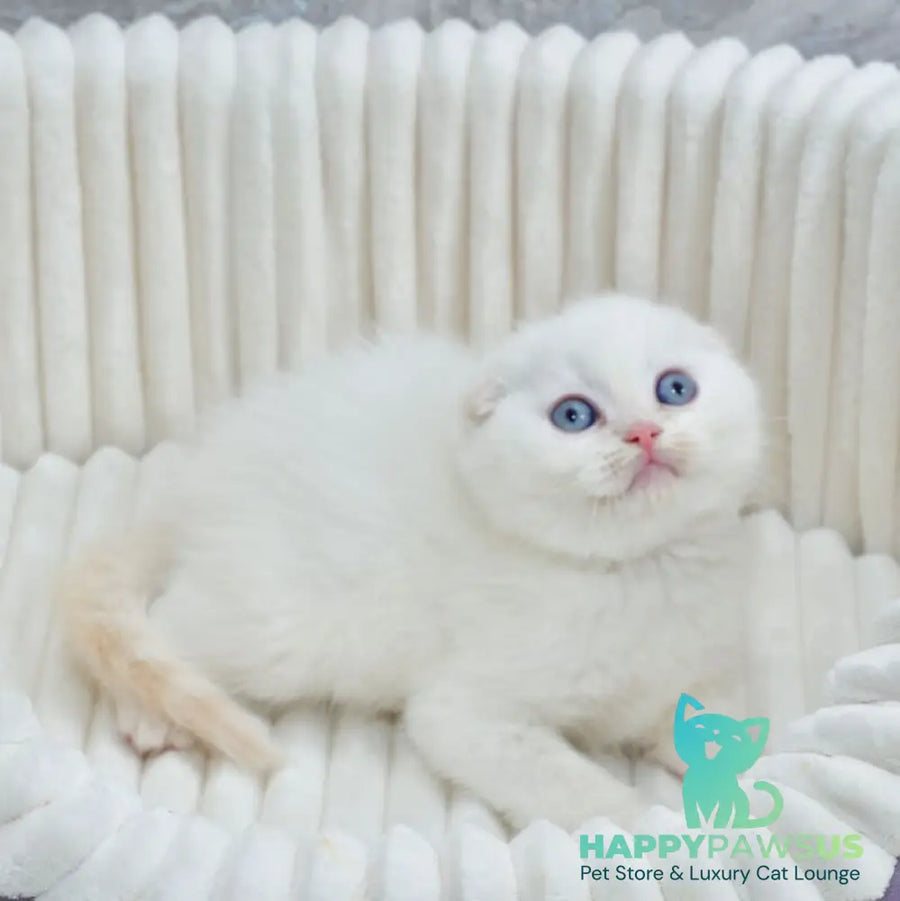 Jeff Scottish Fold male cream tabby pointed - live animals