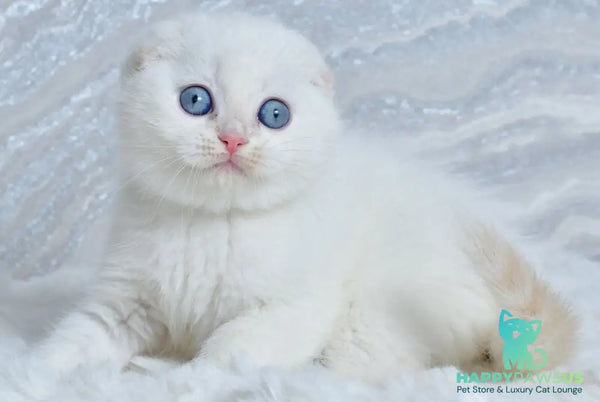 Jeff Scottish Fold male cream tabby pointed - live animals