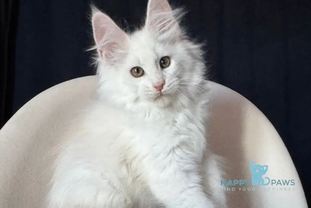 Jeffekt Maine Coon male red silver shaded live animals