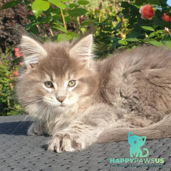 Jeffrey Maine Coon male blue ticked tabby - live animals