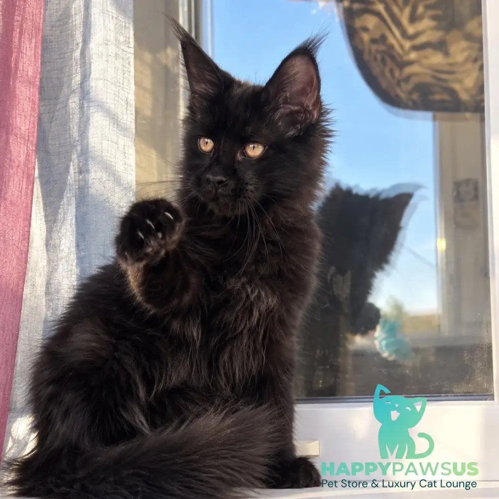 Jein Maine Coon female black - live animals