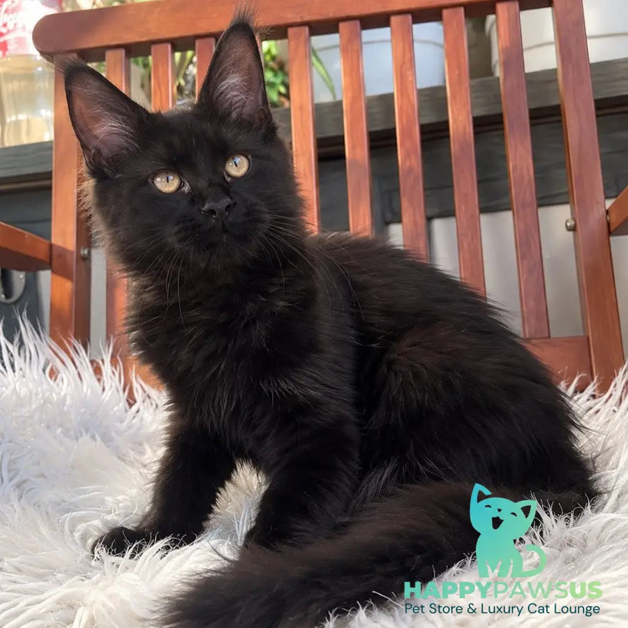 Jein Maine Coon female black - live animals