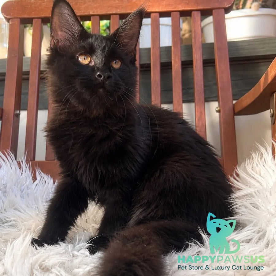Jein Maine Coon female black - live animals