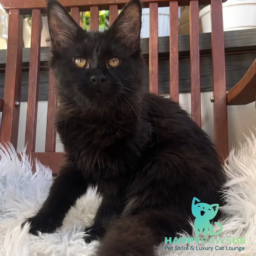 Jein Maine Coon female black - live animals