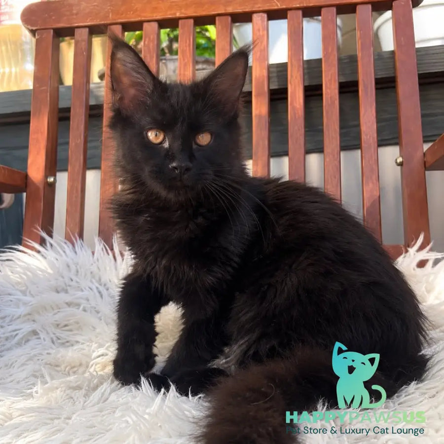 Jein Maine Coon female black - live animals