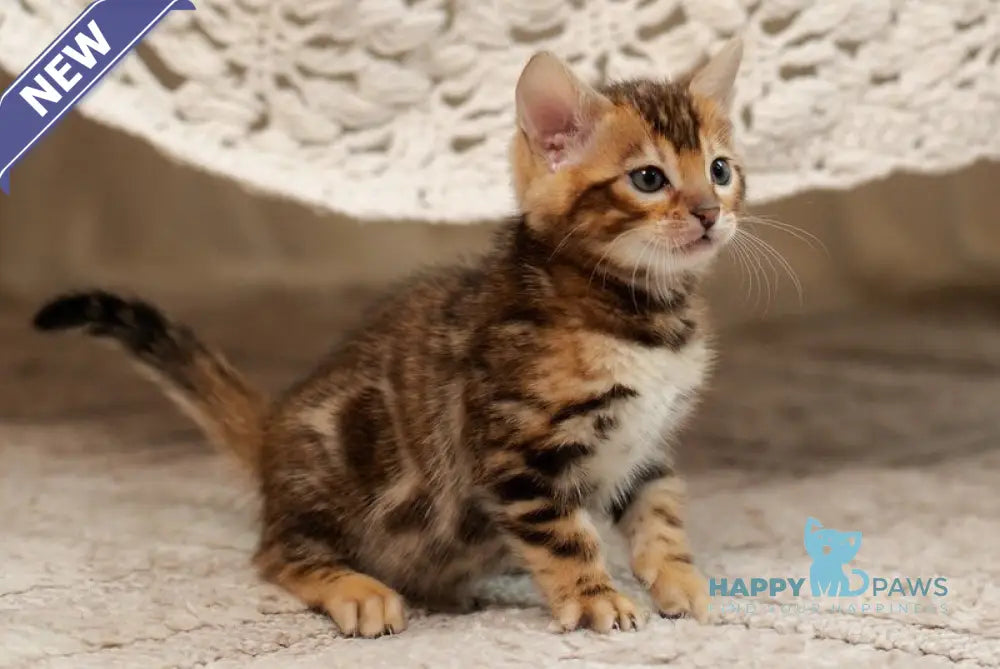 Jelly Bengal female black spotted tabby live animals