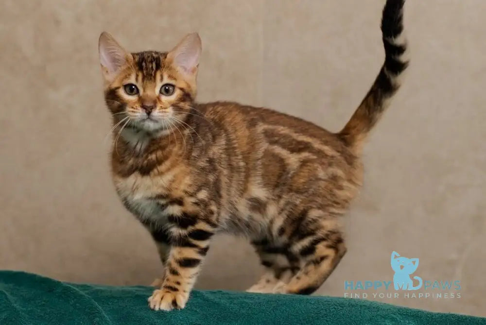 Jelly Bengal female black spotted tabby live animals