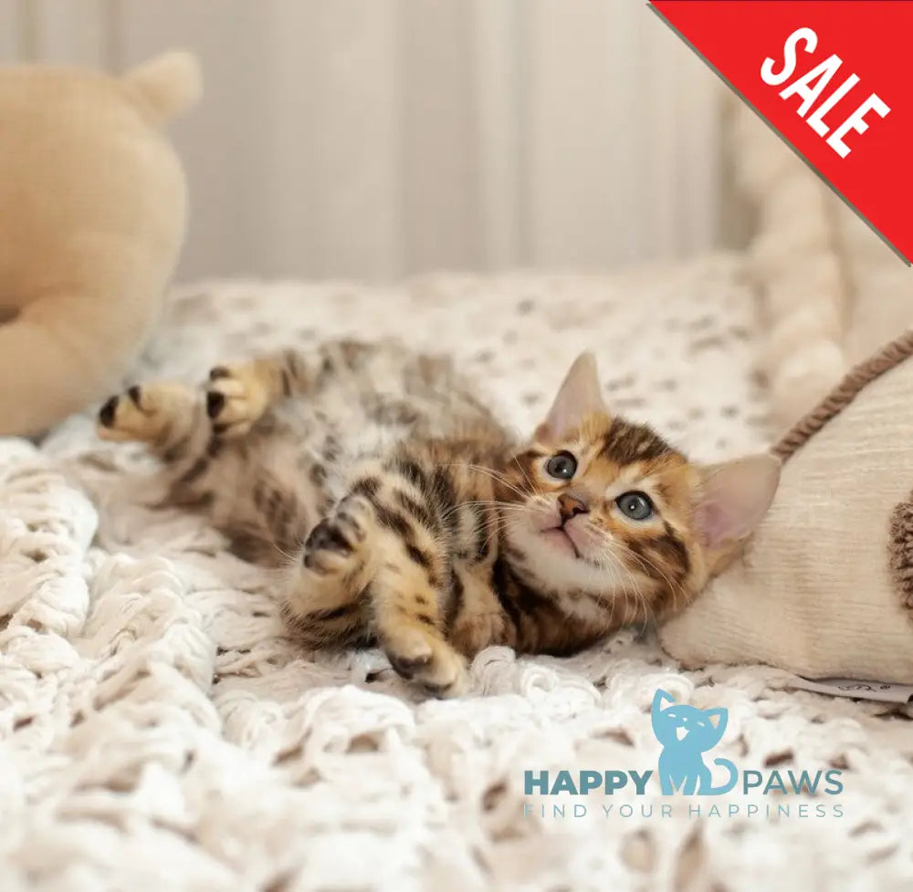 Jelly Bengal female black spotted tabby live animals