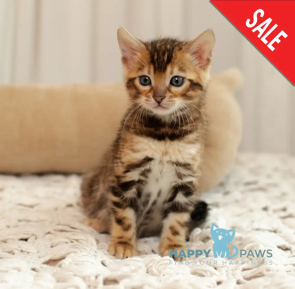 Jelly Bengal female black spotted tabby live animals