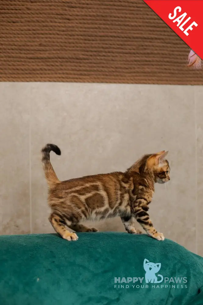 Jelly Bengal female black spotted tabby live animals