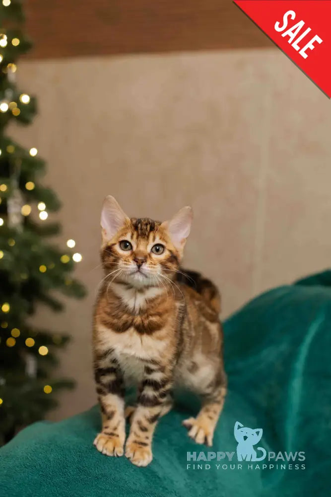 Jelly Bengal female black spotted tabby live animals