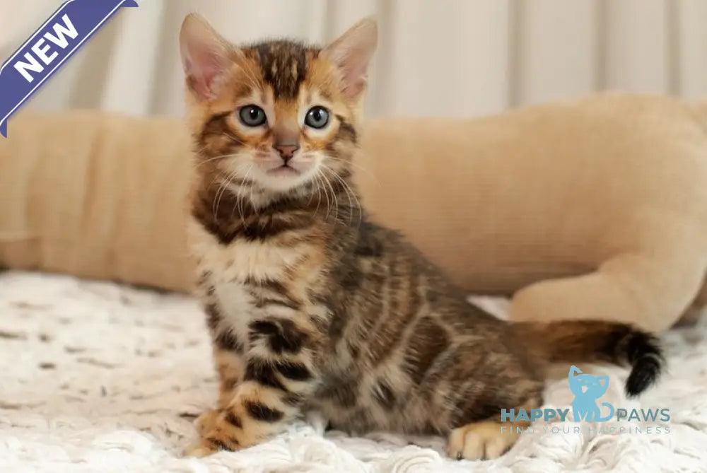 Jelly Bengal female black spotted tabby live animals