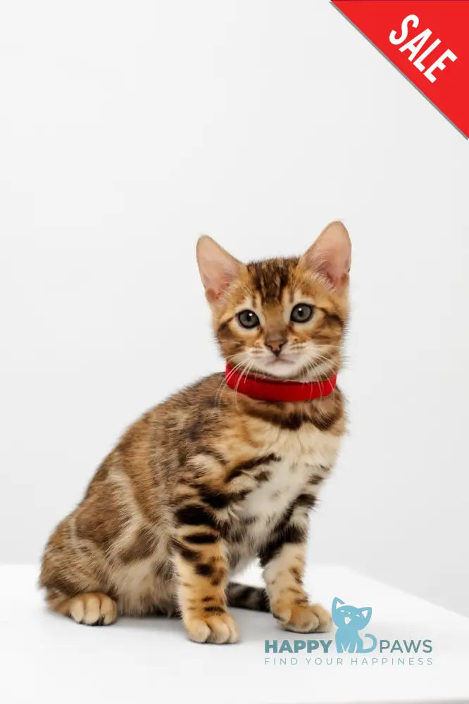 Jelly Bengal female black spotted tabby live animals