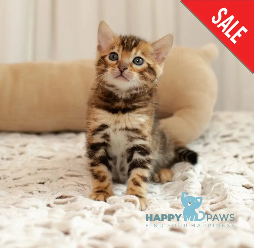 Jelly Bengal female black spotted tabby live animals