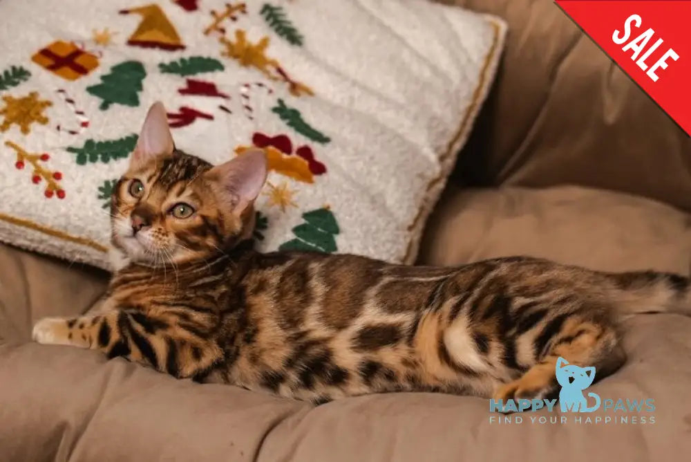 Jelly Bengal female black spotted tabby live animals