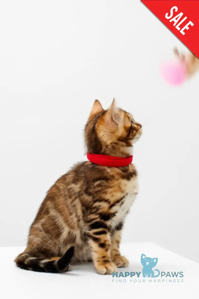 Jelly Bengal female black spotted tabby live animals