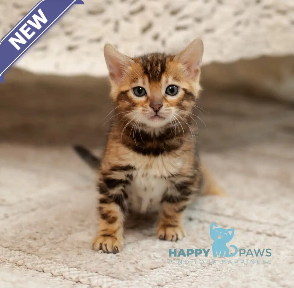 Jelly Bengal female black spotted tabby live animals