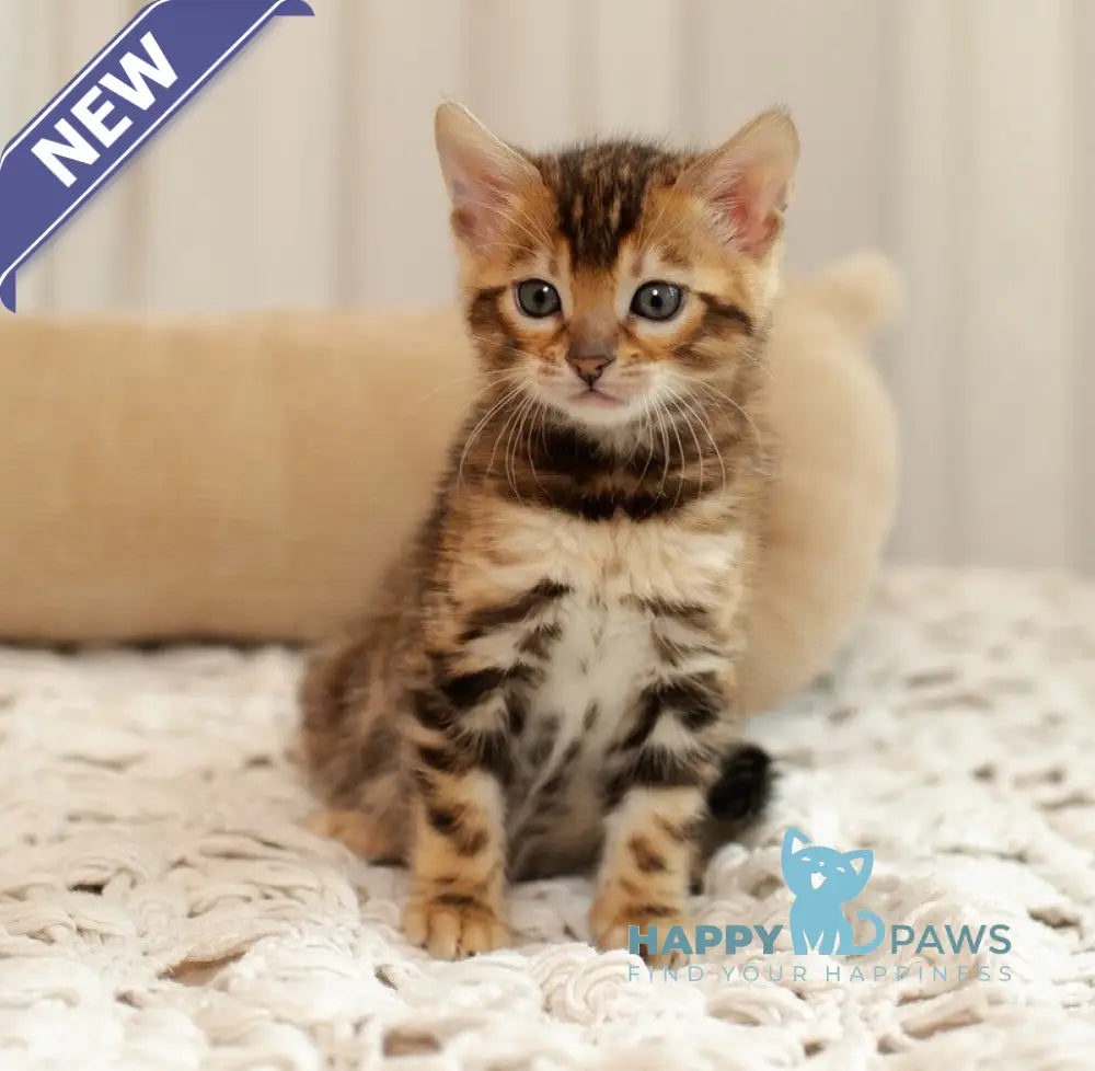 Jelly Bengal female black spotted tabby live animals