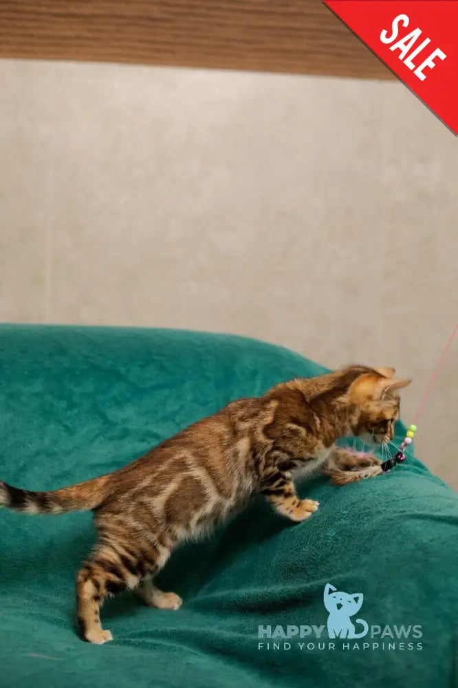 Jelly Bengal female black spotted tabby live animals