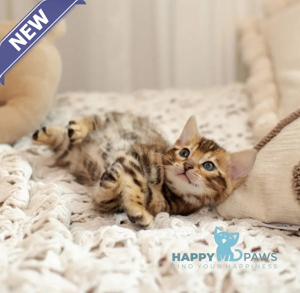 Jelly Bengal female black spotted tabby live animals