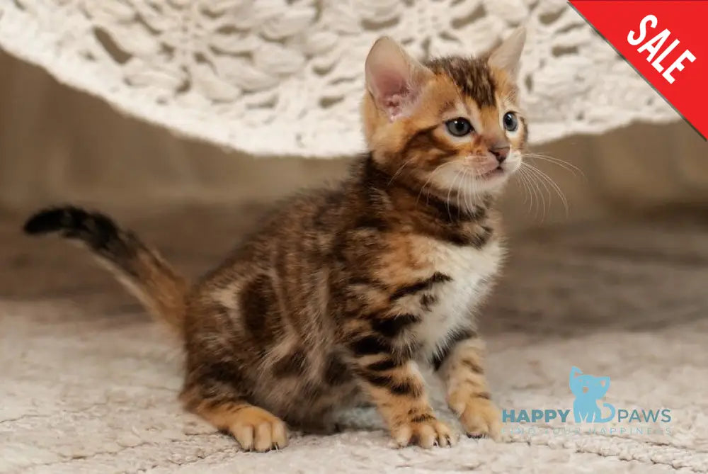 Jelly Bengal female black spotted tabby live animals