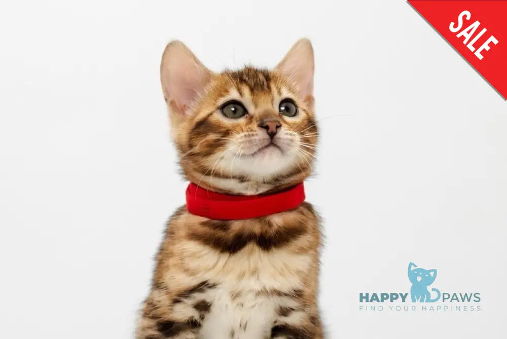 Jelly Bengal female black spotted tabby live animals