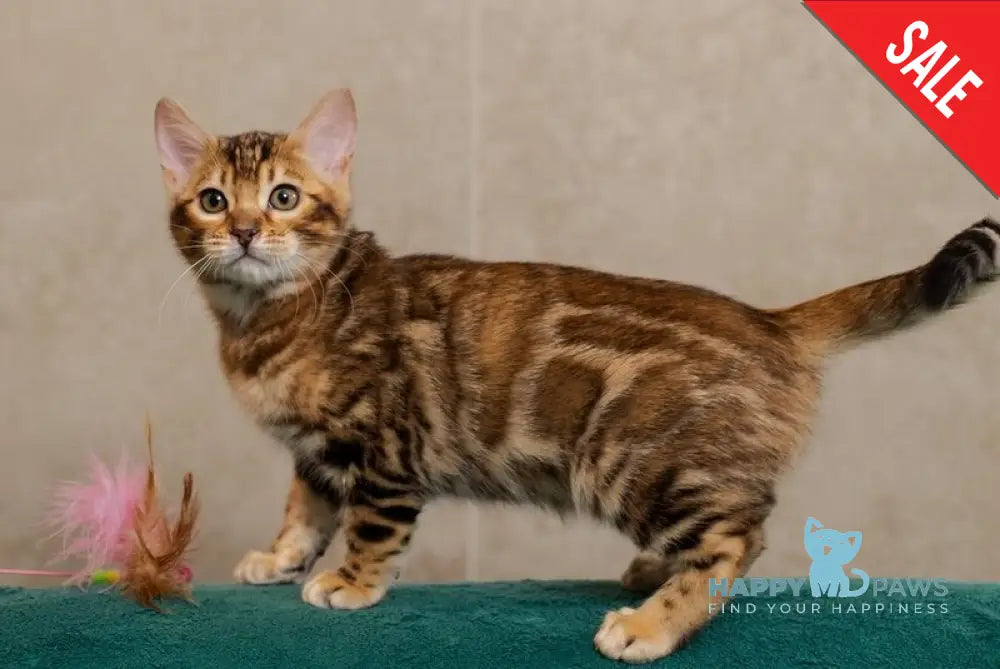 Jelly Bengal female black spotted tabby live animals