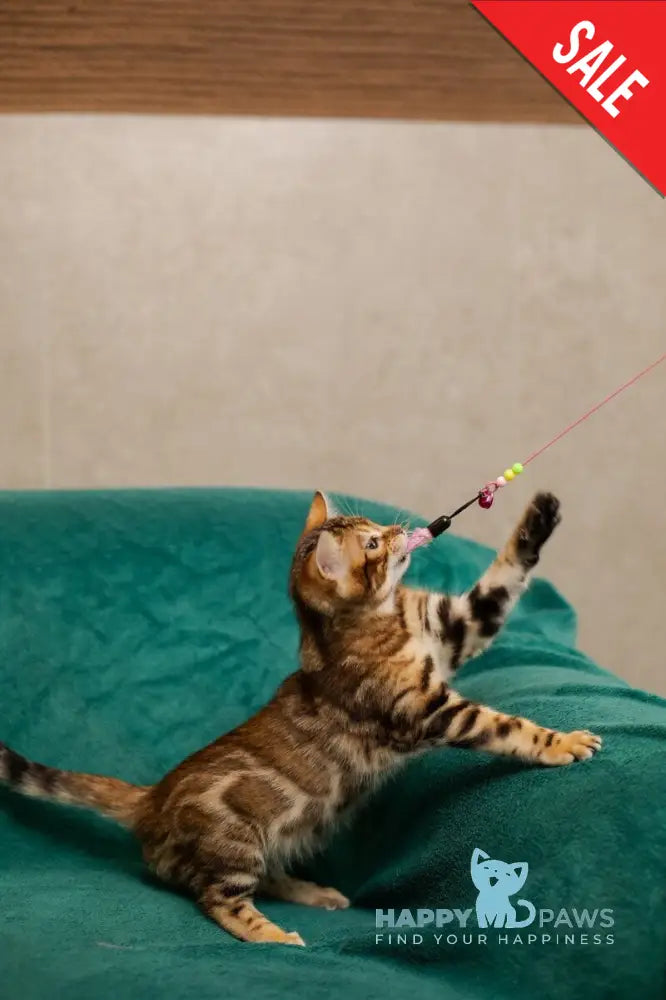 Jelly Bengal female black spotted tabby live animals