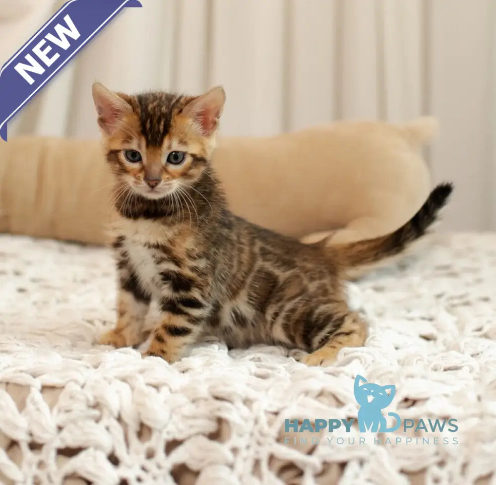 Jelly Bengal female black spotted tabby live animals