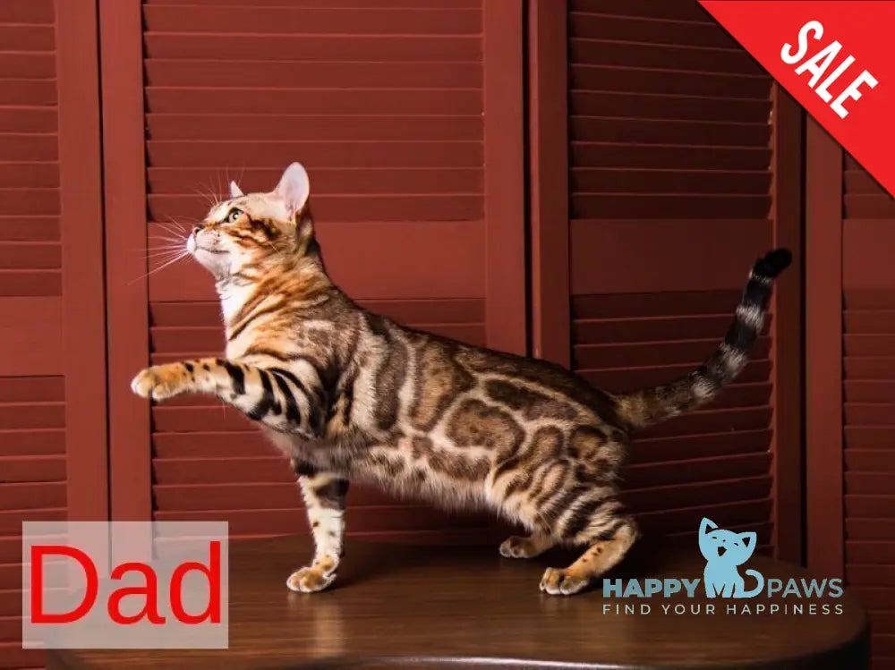 Jelly Bengal female black spotted tabby live animals