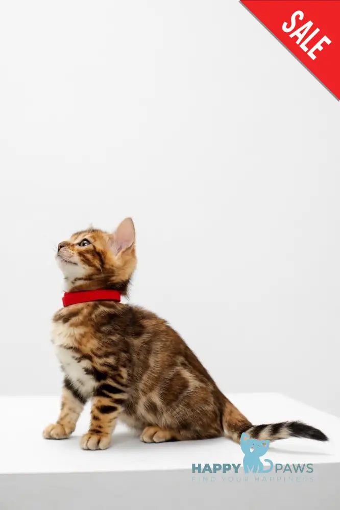 Jelly Bengal female black spotted tabby live animals