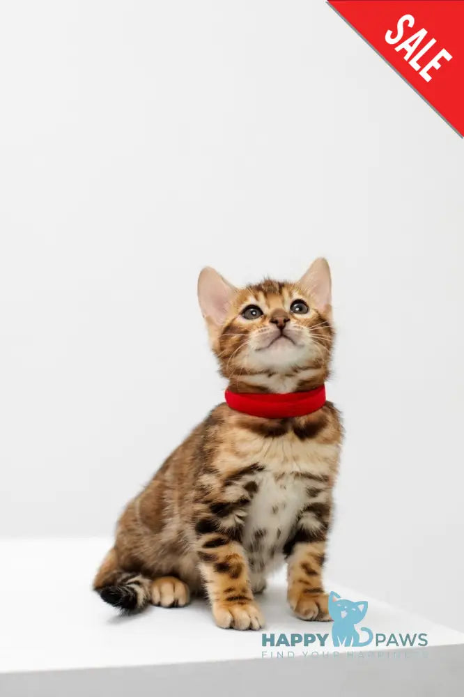 Jelly Bengal female black spotted tabby live animals